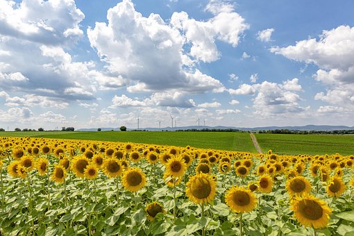 Free Sunflower Field Sunflower photo and picture