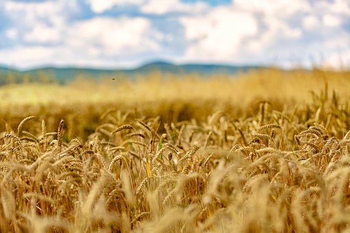 Free Wheat Wheat Field photo and picture