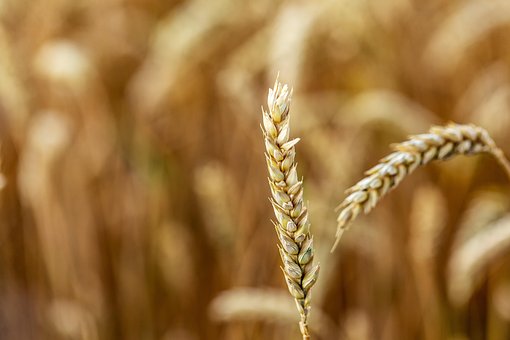 Free Wheat Wheat Field photo and picture