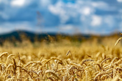 Free Wheat Wheat Field photo and picture
