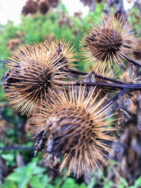 Free Thistle Autumn photo and picture