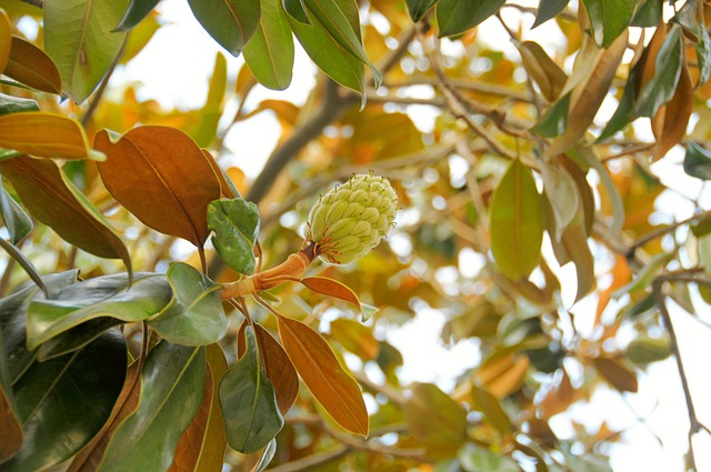 Free Leaves Tree photo and picture