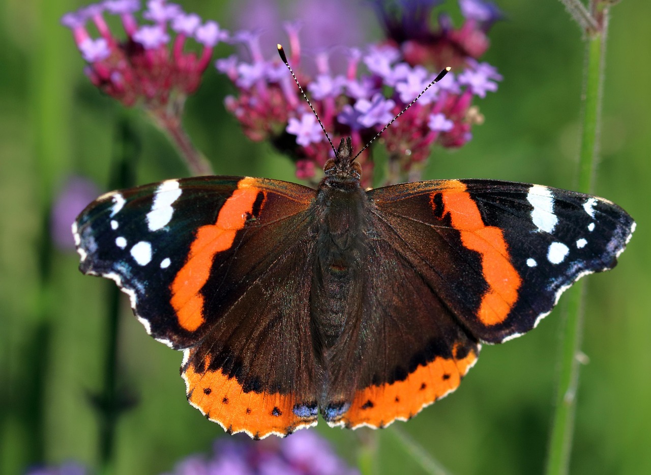 Red Admiral Butterfly Insect Free Photo On Pixabay
