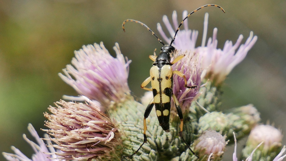 Insect Plant Macro - Free photo on Pixabay - Pixabay