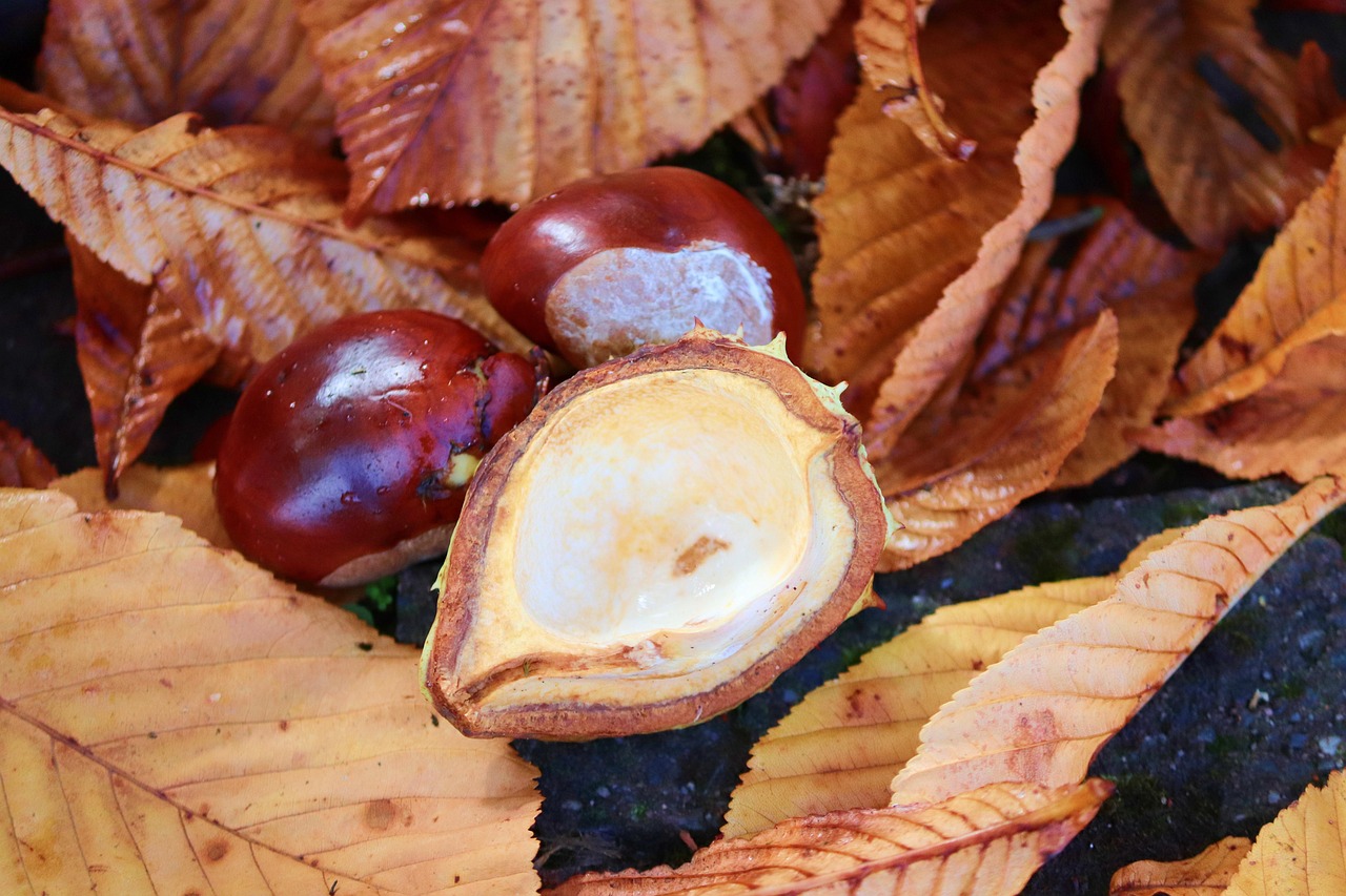 Chestnut Tree - Free photo on Pixabay