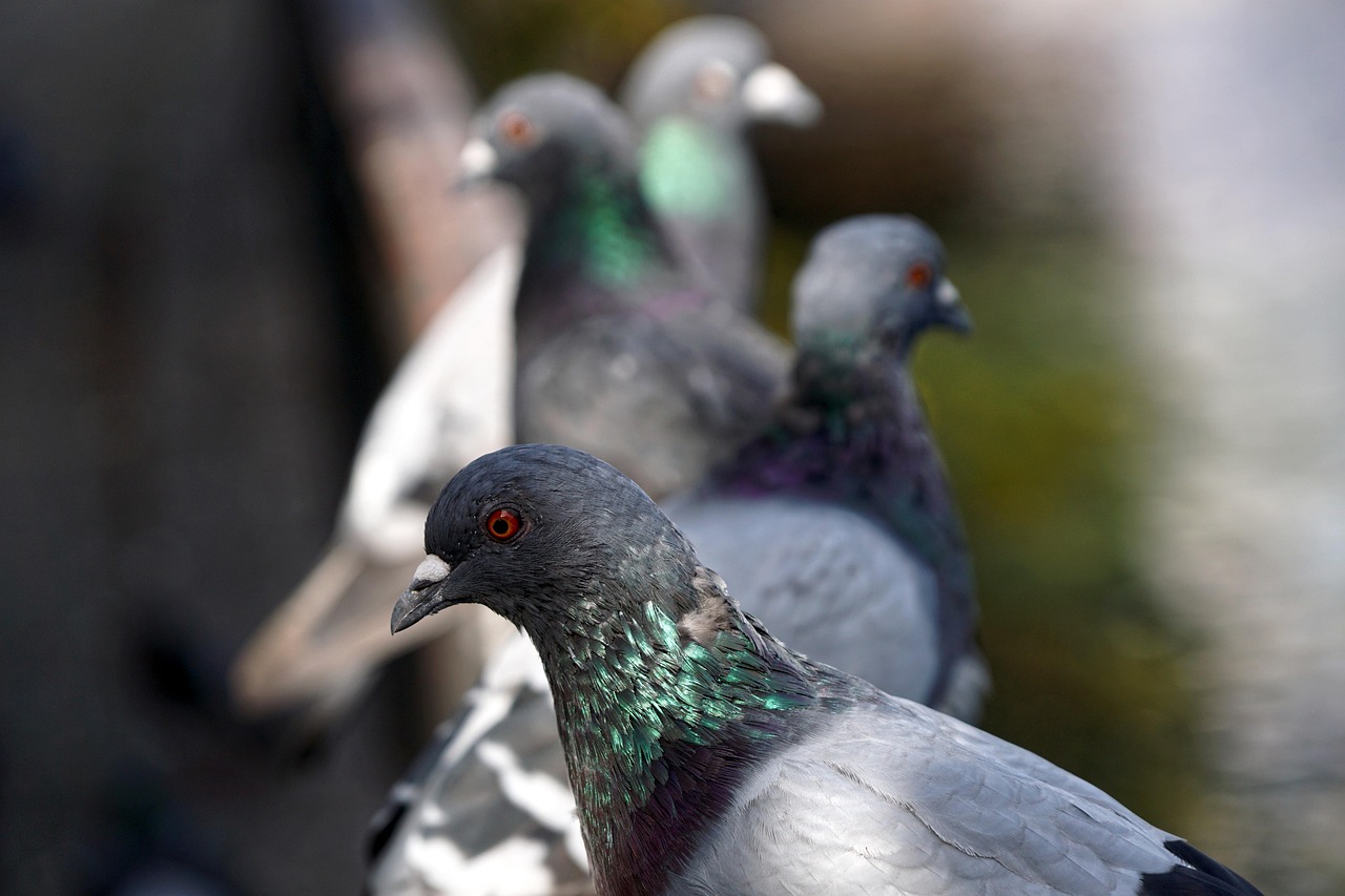 Pigeons - free online jigsaw puzzle photo