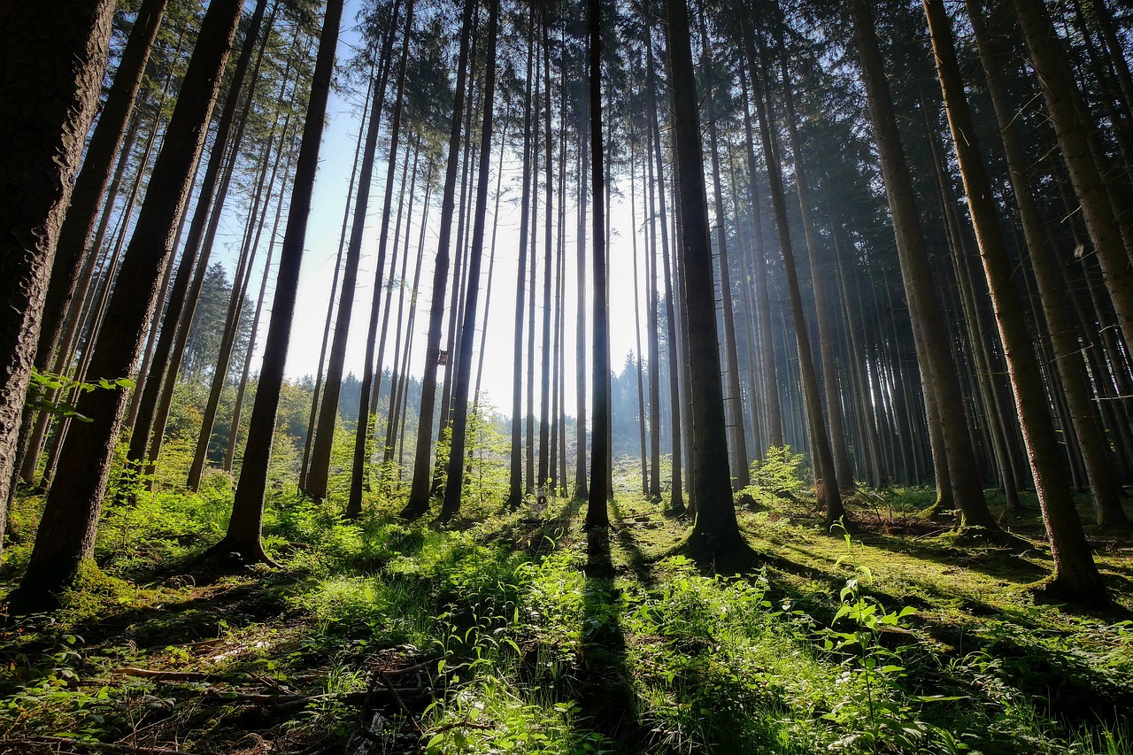 Forest - free online jigsaw puzzle photo