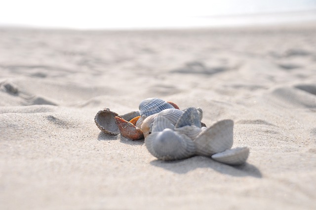 Free Beach Sea photo and picture