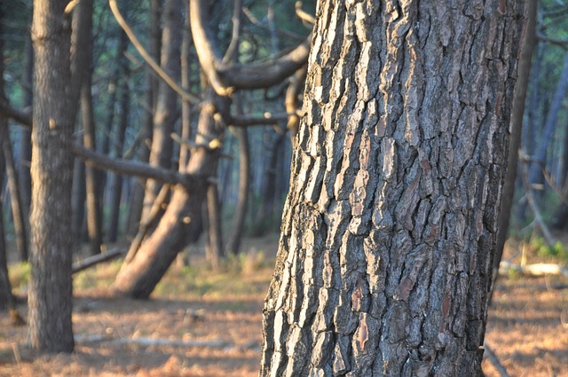 Free Forest Tree photo and picture