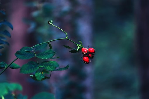 Free Rosehips Dog Rose photo and picture