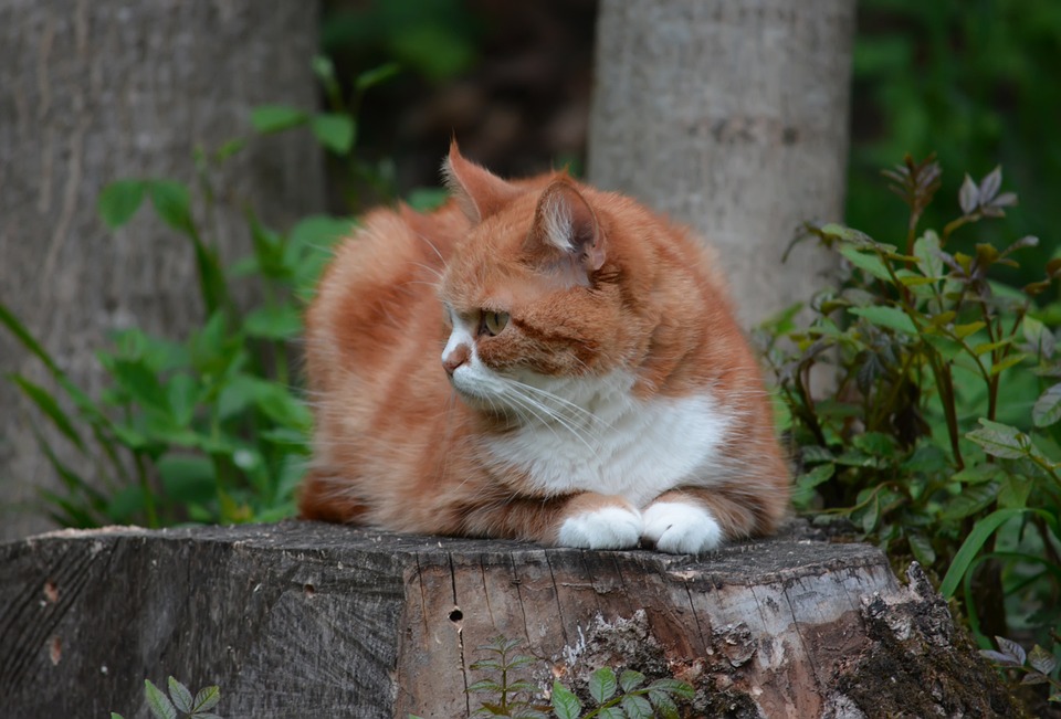 Chat Soleil Fourrure - Photo gratuite sur Pixabay
