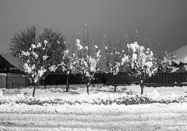 Free Nature Winter photo and picture