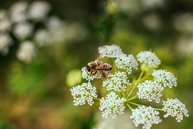 Free Nature Bee photo and picture