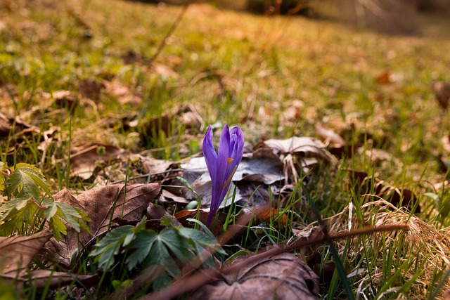 Free Flora Beautiful Flowers photo and picture