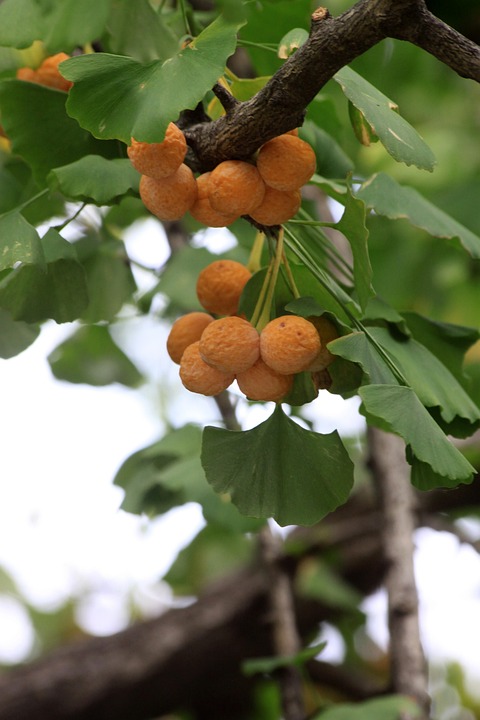 Bank Ginkgo Tree - Free photo on Pixabay