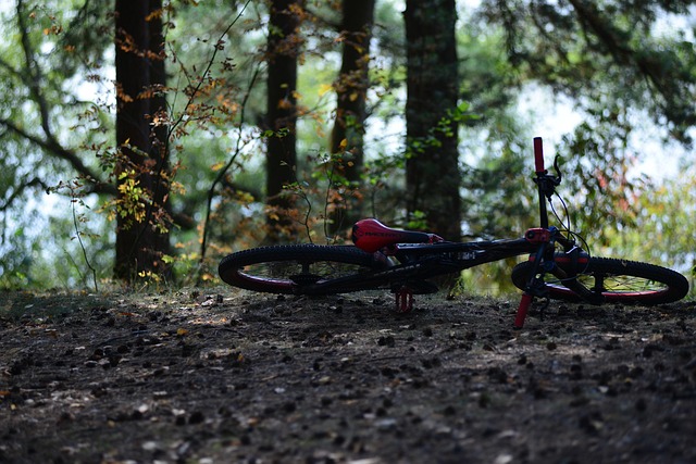 Free Forest Bicycle photo and picture