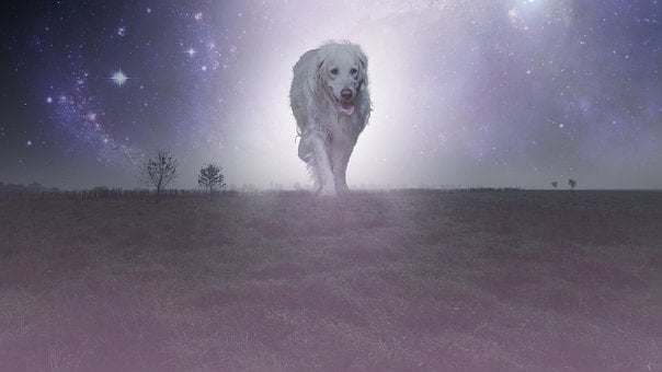 Pes, Fantazie, Fotomontáž, Atmosféra