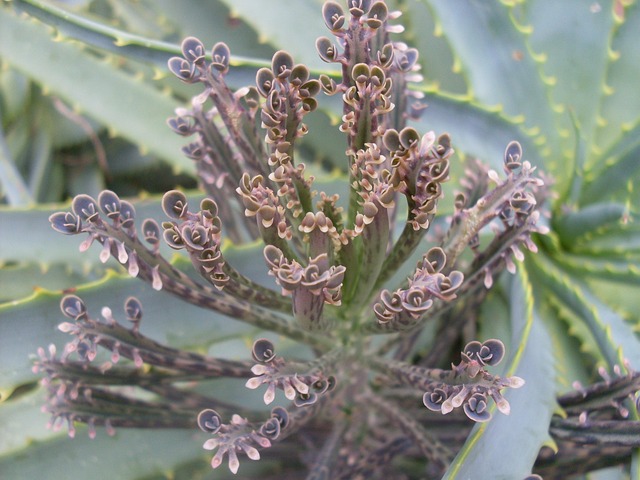 Free Cactus Flower Green Purple photo and picture