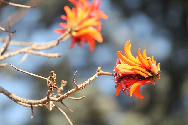 Free Tree Flower Orange photo and picture