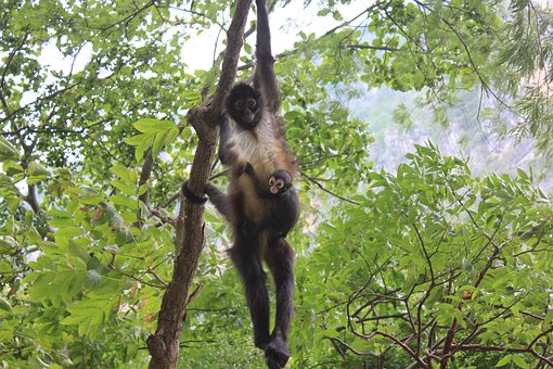 Spider Monkey, Mor, Baby, Mexico