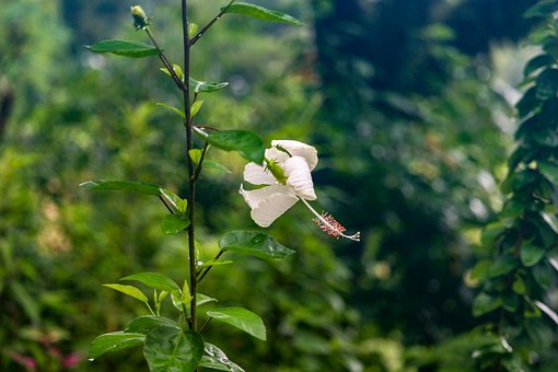 China Rose, Natur, Blumentapete