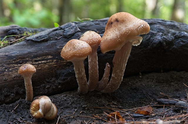 Pilze, Flora, Natur, Pflanzen