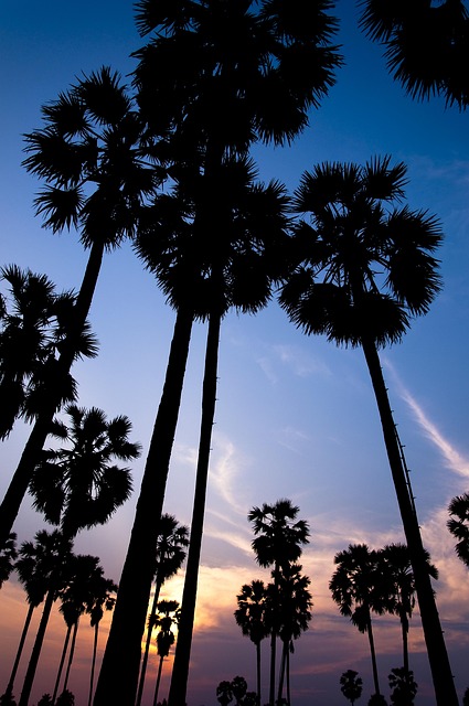 Free Sunset Silhouette photo and picture