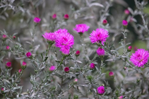 Free Asters Flower photo and picture