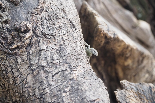 Free Lizard Reptile photo and picture