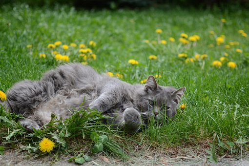Kat, Kitty, Blomster, Natur