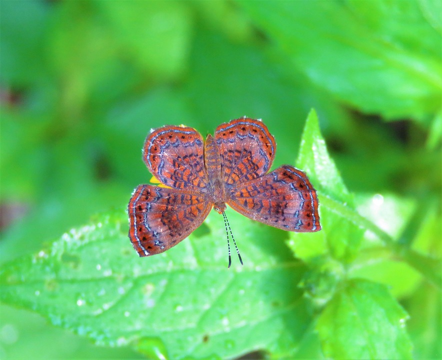 Butterfly Red Insect - Free photo on Pixabay - Pixabay