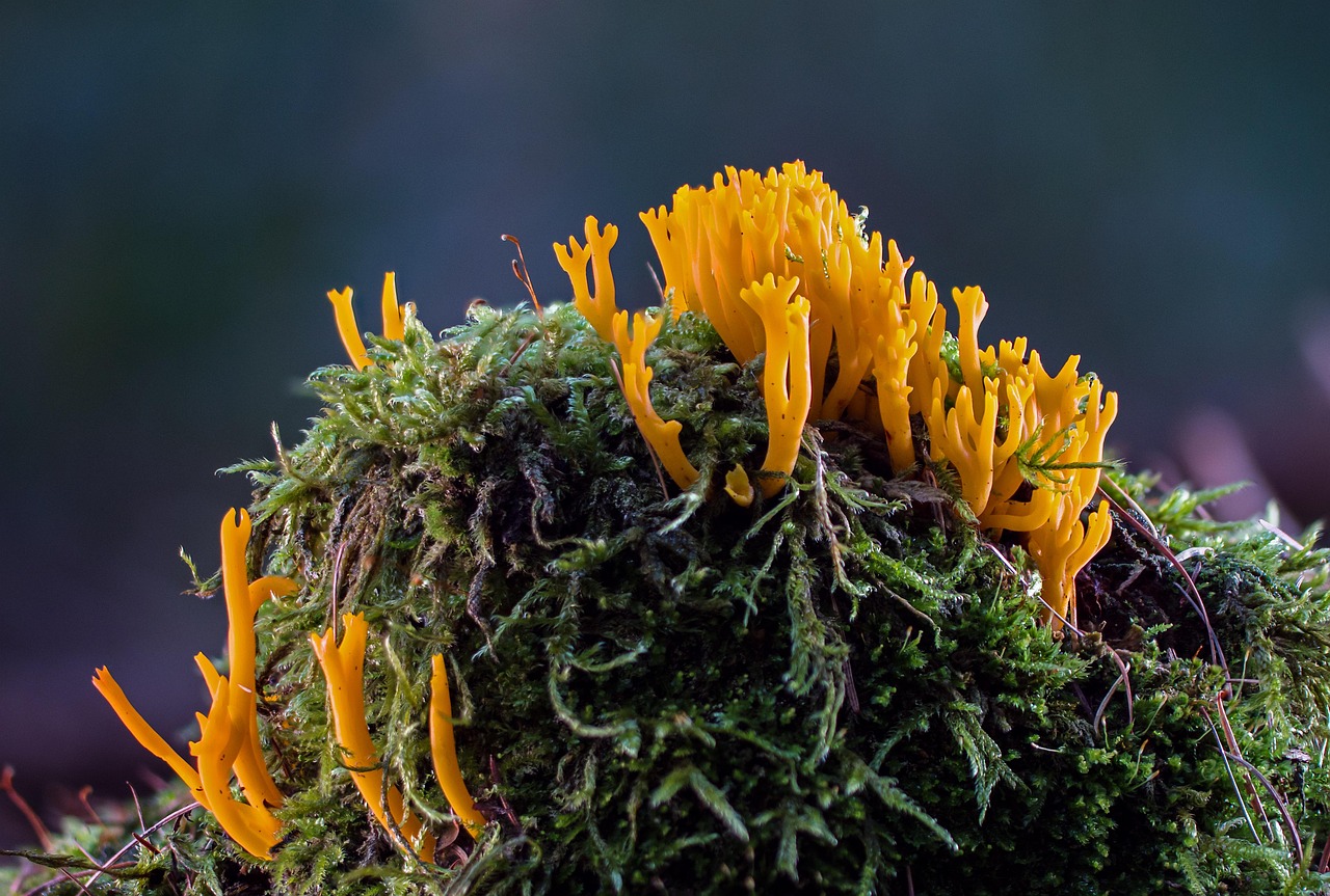 sticky horn, goatee, cockscomb, mushroom, coral fungus, small mushroom, mushrooms, forest floor, moss, tree stump, deadwood, mushroom, mushroom, mushroom, mushroom, mushroom, coral fungus, mushrooms, mushrooms, mushrooms, tree stump