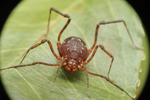 Free Arachnid Reaper photo and picture