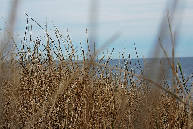 Free Beach Sea photo and picture