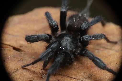 Free Insects Arachnid photo and picture