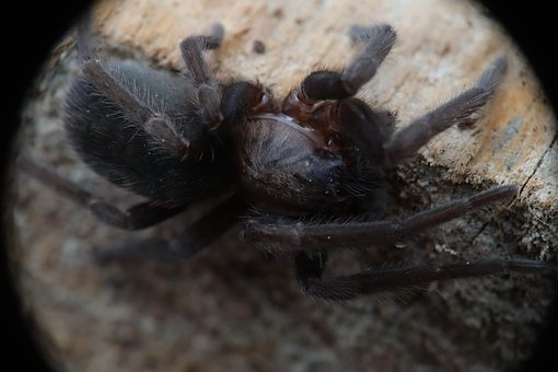 Free Arachnid Spider photo and picture