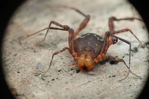 Free Arachnid Reaper photo and picture
