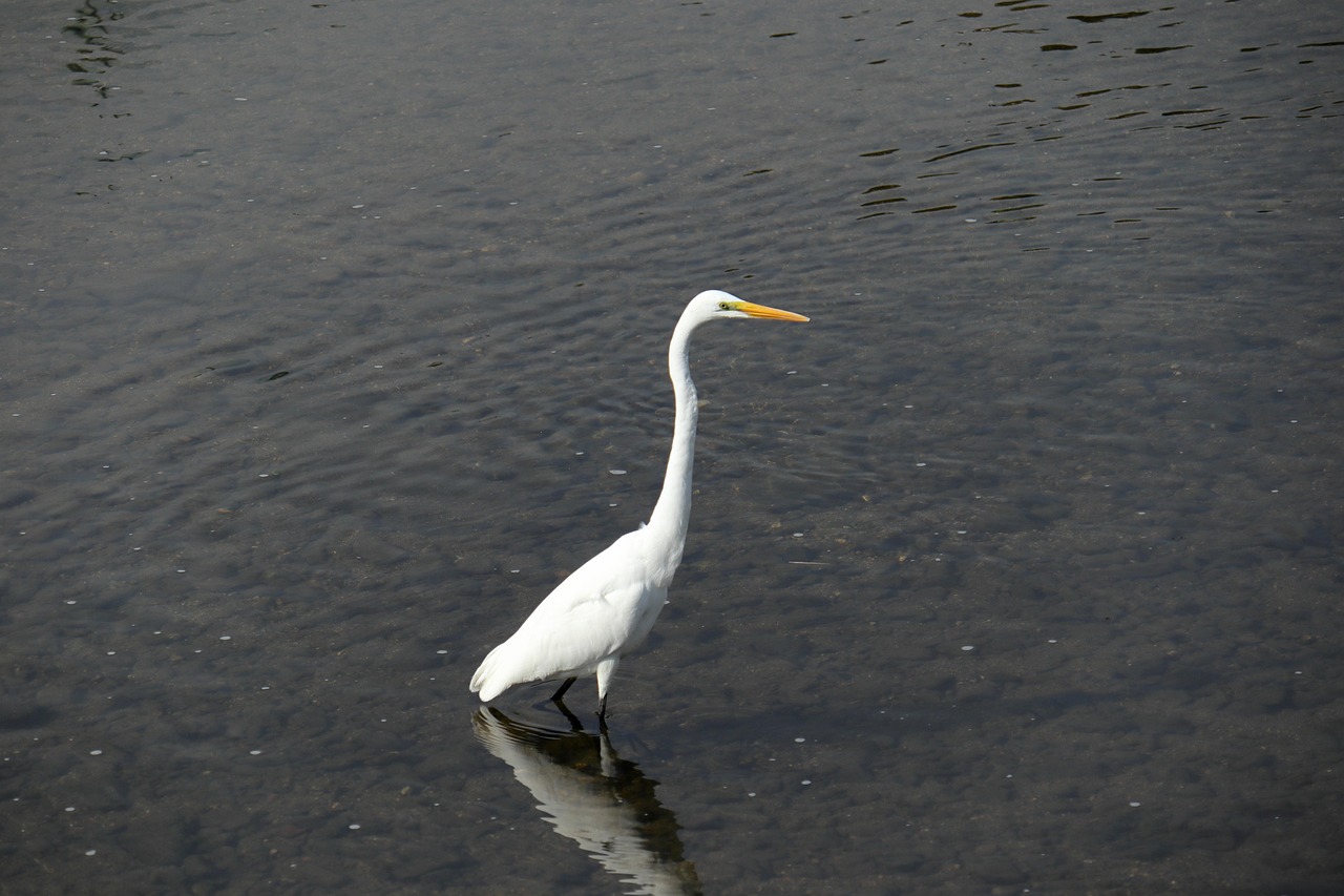 Bird 白鷺 自然 - Pixabayの無料写真 - Pixabay