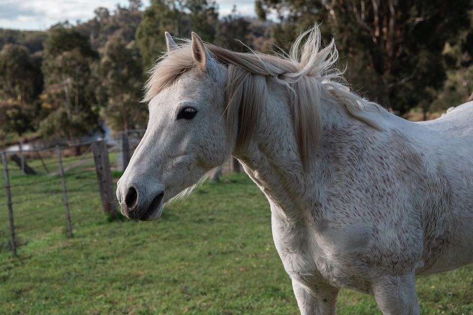 Pferd, Pony, Australian Pony, Tier, Mähne, Säugetier