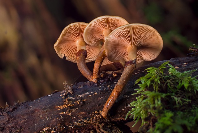 Free Mushroom Mushrooms photo and picture