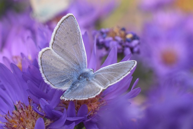 Borboleta, Florescer, Fundo Flor