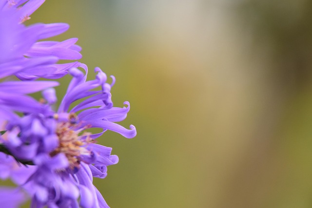 Flor, Natureza, Roxo, Flores Bonitas