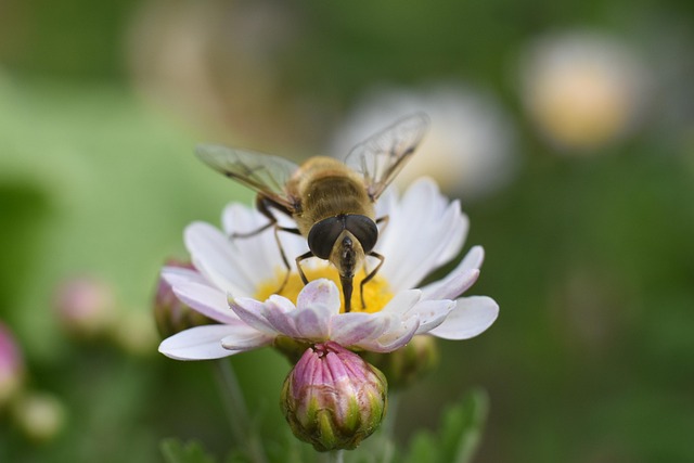 Inseto, Flor, Outono, Macro