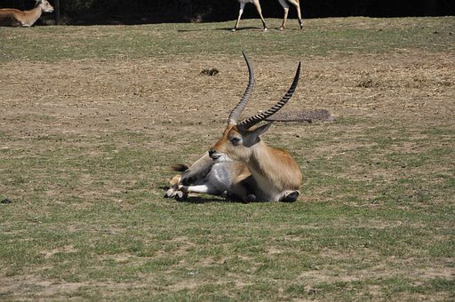 50 Gambar Gazelle Hewan Gratis Pixabay