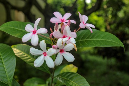 Weiß, Garten, Feder, Blüte, Botanik