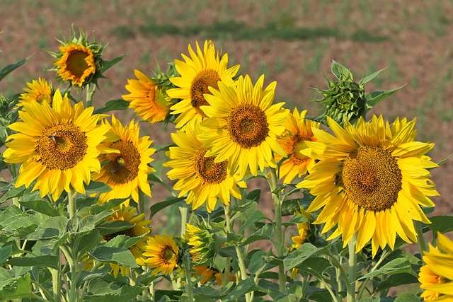 Free Flower Sunflowers photo and picture