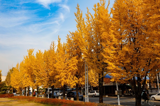 Free Autumn Ginkgo photo and picture