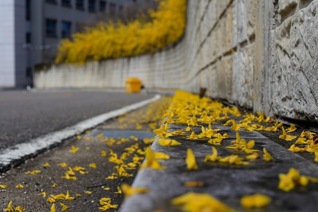 Free Forsythia Spring photo and picture