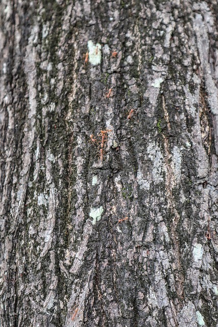 Holz, Ameise, Ansicht, Baum