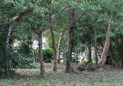 Baum, Große Bäume, Größte Bäume, Natur